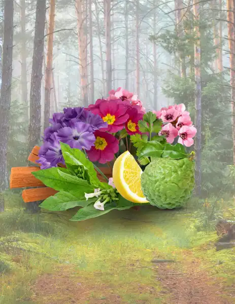 Walk in the Woods Clean Fragrance - Clean Fragrances